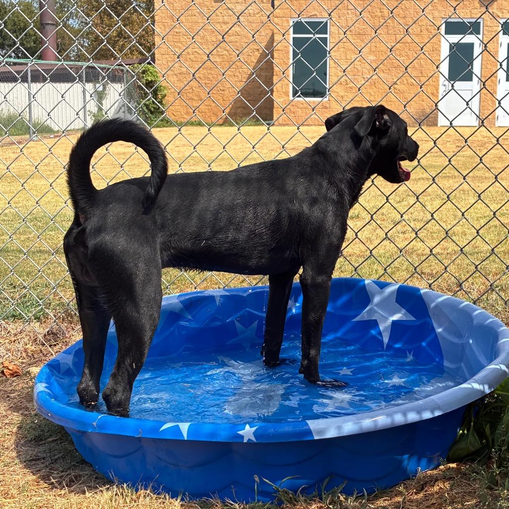 Enlarge Duke, a Adoptable Black Labrador Retriever in Norman, OK image 2/5