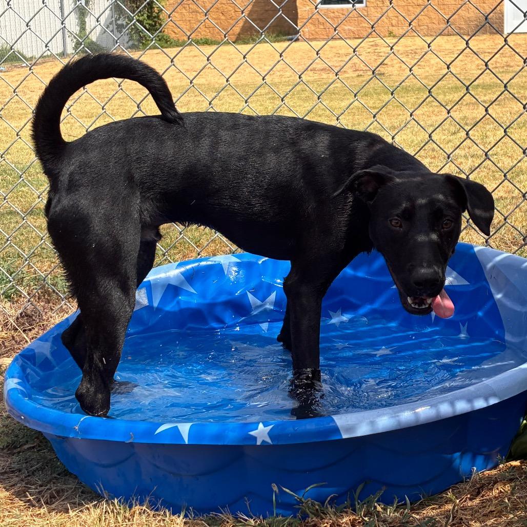 Enlarge Duke, a Adoptable Black Labrador Retriever in Norman, OK image 3/5