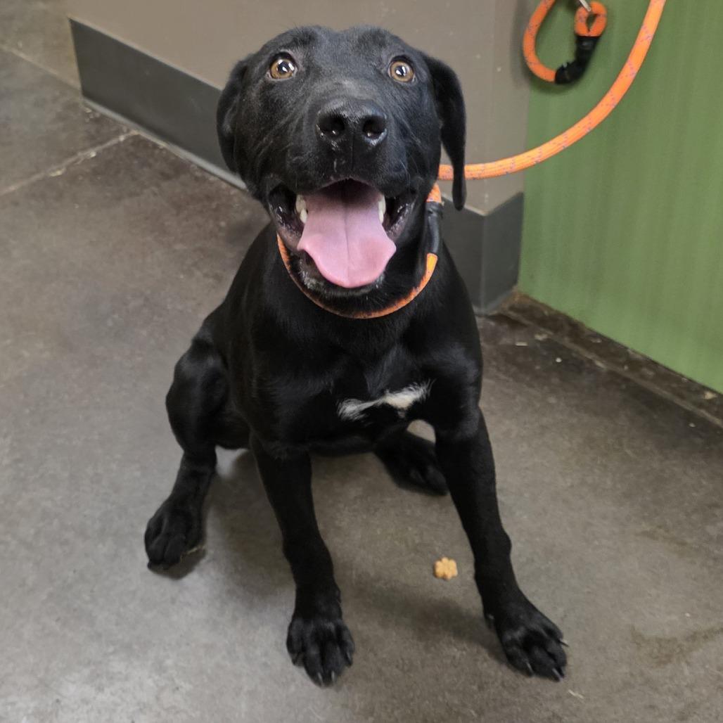 Enlarge Duke, a Adoptable Black Labrador Retriever in Norman, OK image 4/5
