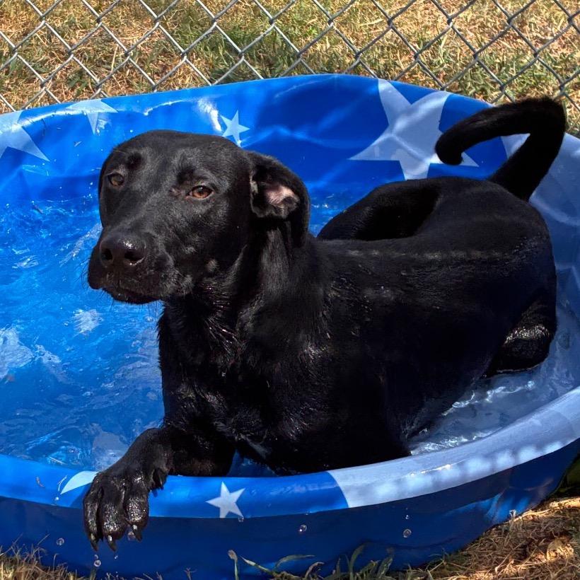 Enlarge Duke, a Adoptable Black Labrador Retriever in Norman, OK image 5/5
