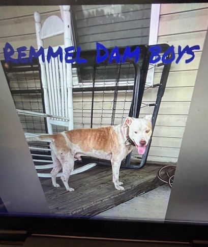 Remmel, a Adoptable Pit Bull Terrier in Lonsdale, AR image 5/6