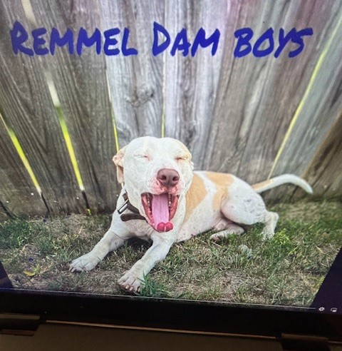 Remmel, a Adoptable Pit Bull Terrier in Lonsdale, AR image 4/6