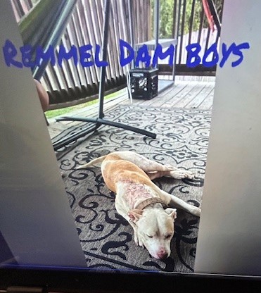 Remmel, a Adoptable Pit Bull Terrier in Lonsdale, AR image 6/6