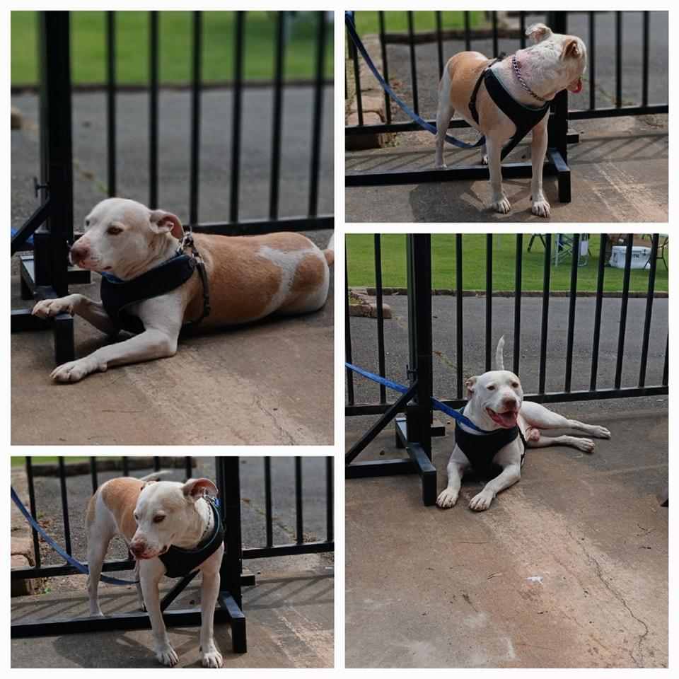 Remmel, Adoptable, Adult Male Pit Bull Terrier.