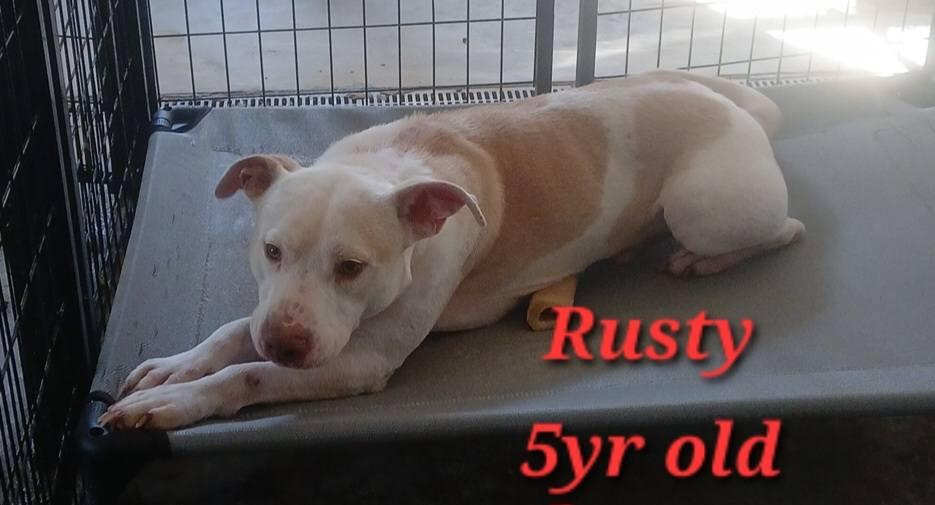 Remmel, Adoptable, Adult Male Pit Bull Terrier.