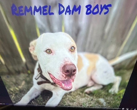 Remmel, a Adoptable Pit Bull Terrier in Lonsdale, AR image 3/6