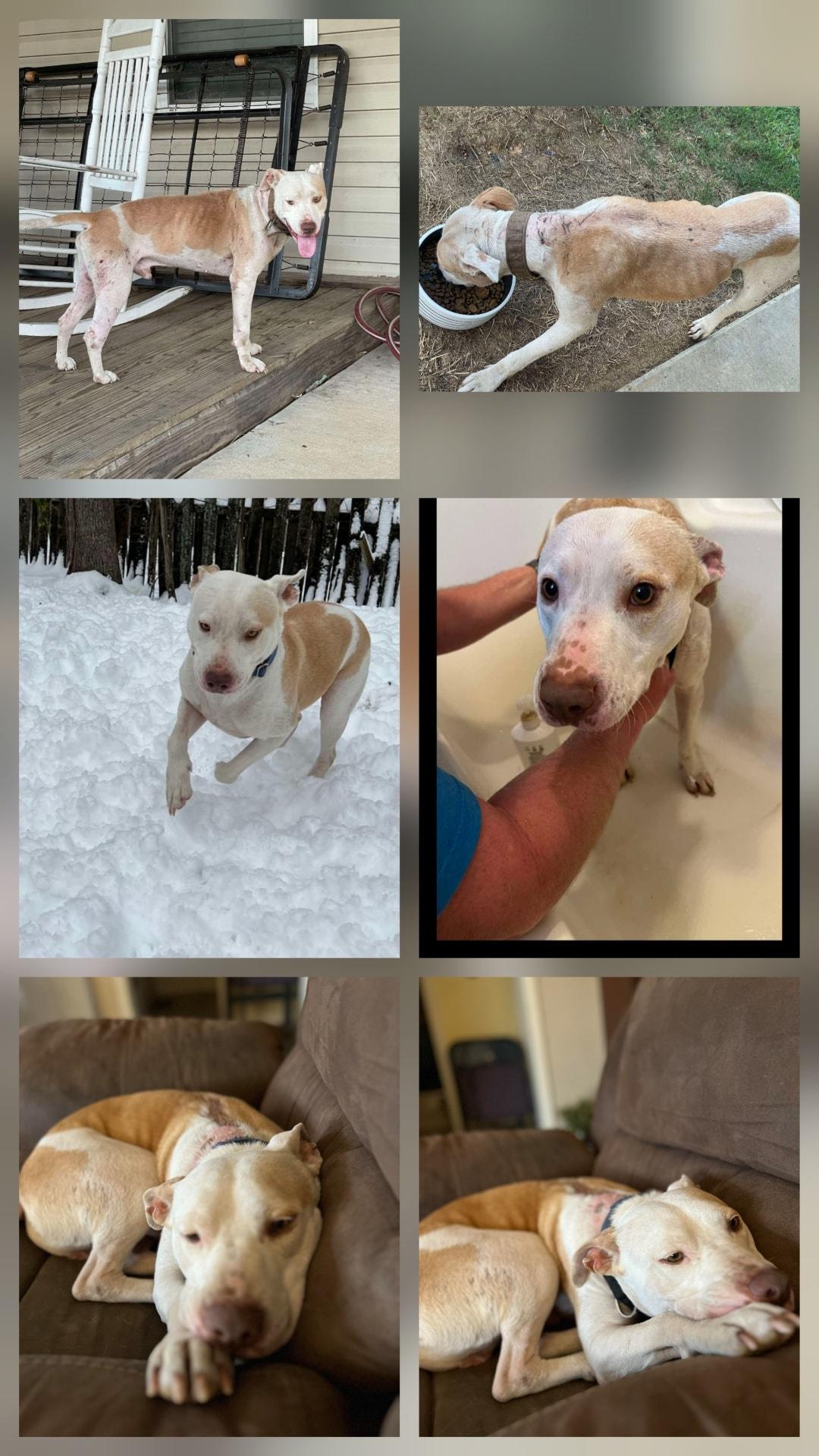 Remmel, Adoptable, Adult Male Pit Bull Terrier.