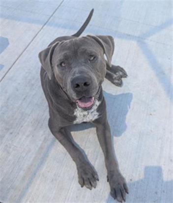 Enlarge RUFUS, a Adoptable Mastiff in Redlands, CA image 1/1