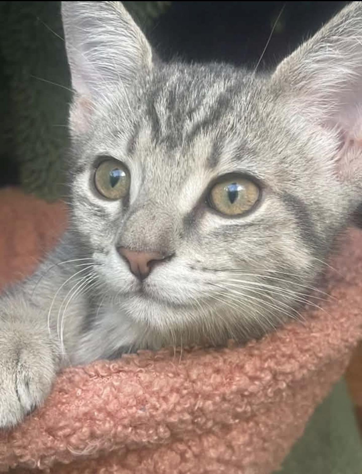 Enlarge Astarion, a ADOPTABLE Domestic Short Hair in Woodlawn, TN image 1/2