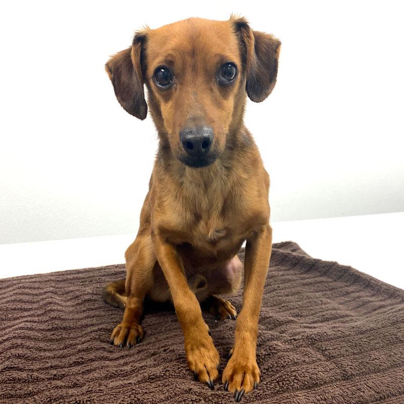 Alfredo #21754, adopted, Adult Male Chiweenie & Dachshund.