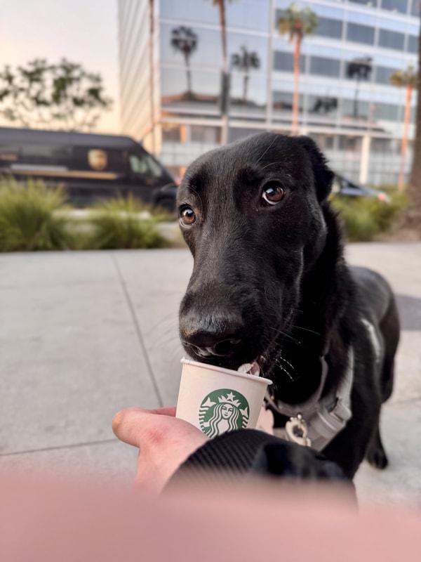 Daisy, Adopted, Young Female Black Labrador Retriever.
