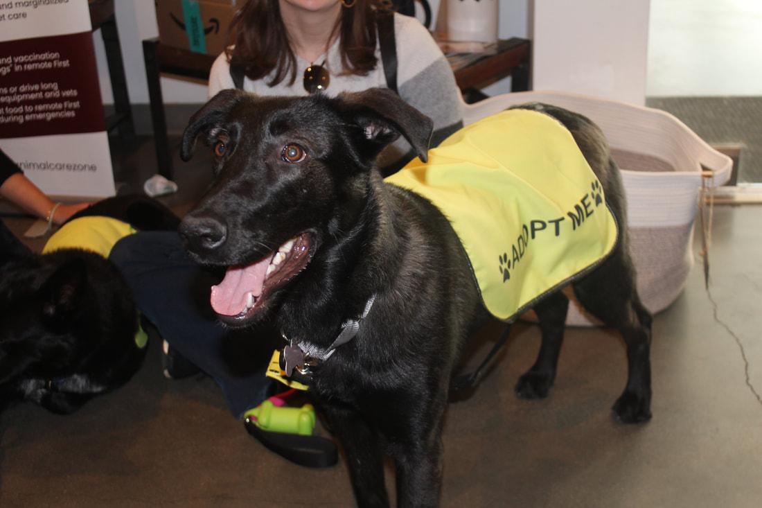 Daisy, a Adopted mixed breed in West Hills, CA image 2/5