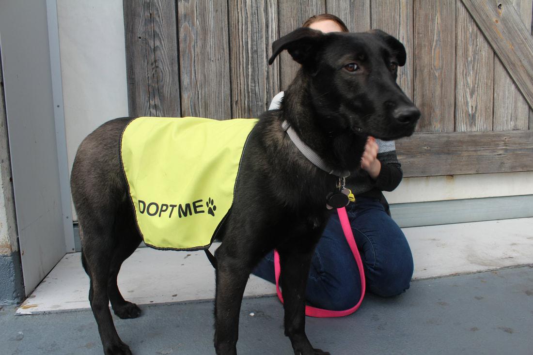 Daisy, a Adopted mixed breed in West Hills, CA image 3/5