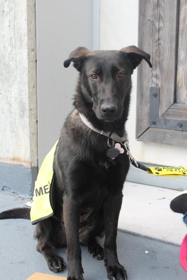 Daisy, a Adopted mixed breed in West Hills, CA image 4/5