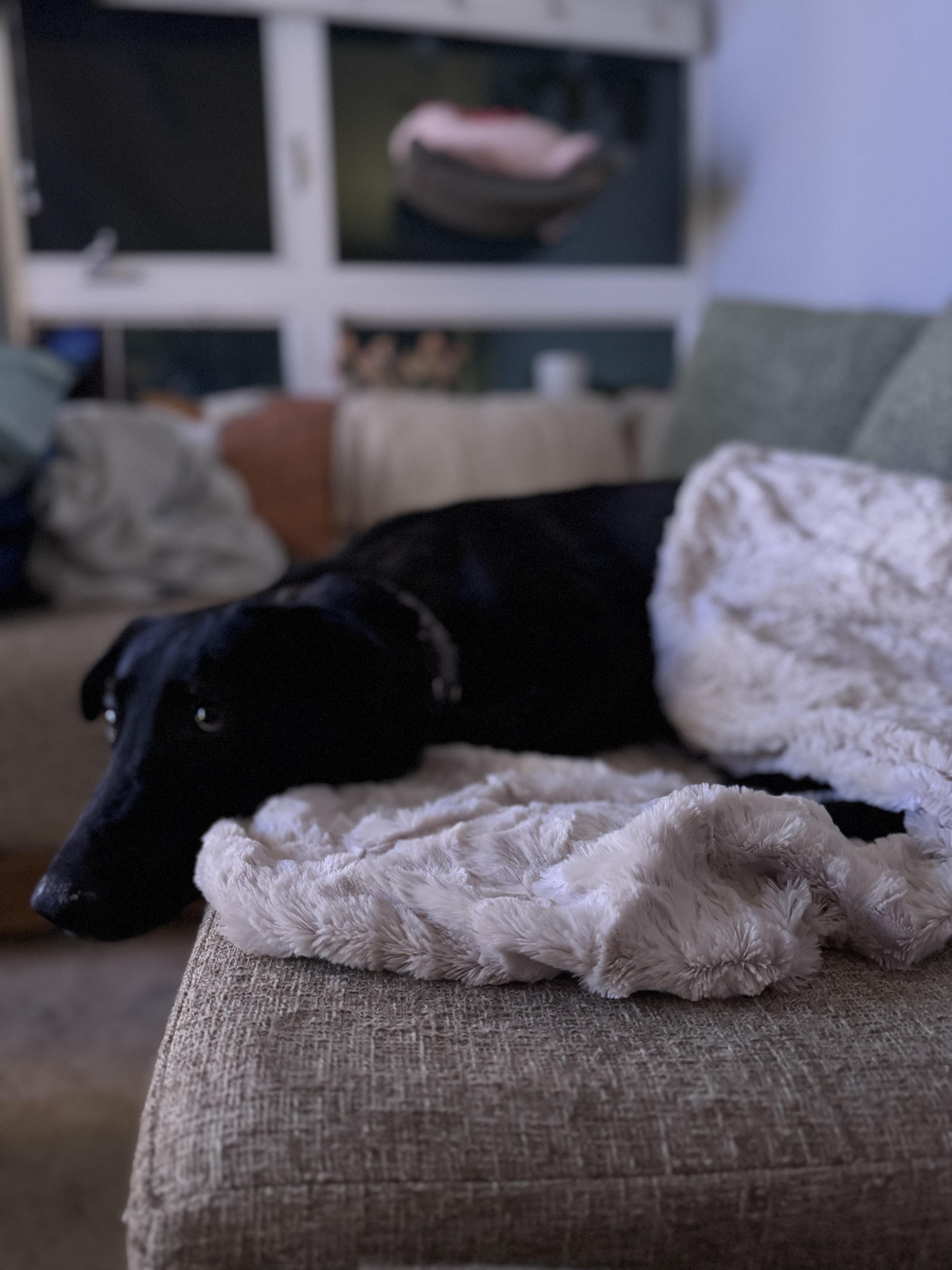 Daisy, a Adopted mixed breed in West Hills, CA image 5/5