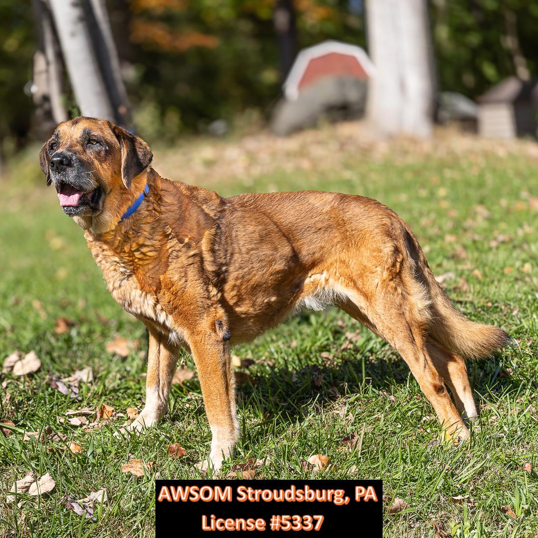 Leonidas, Adoptable, Senior Male Anatolian Shepherd.