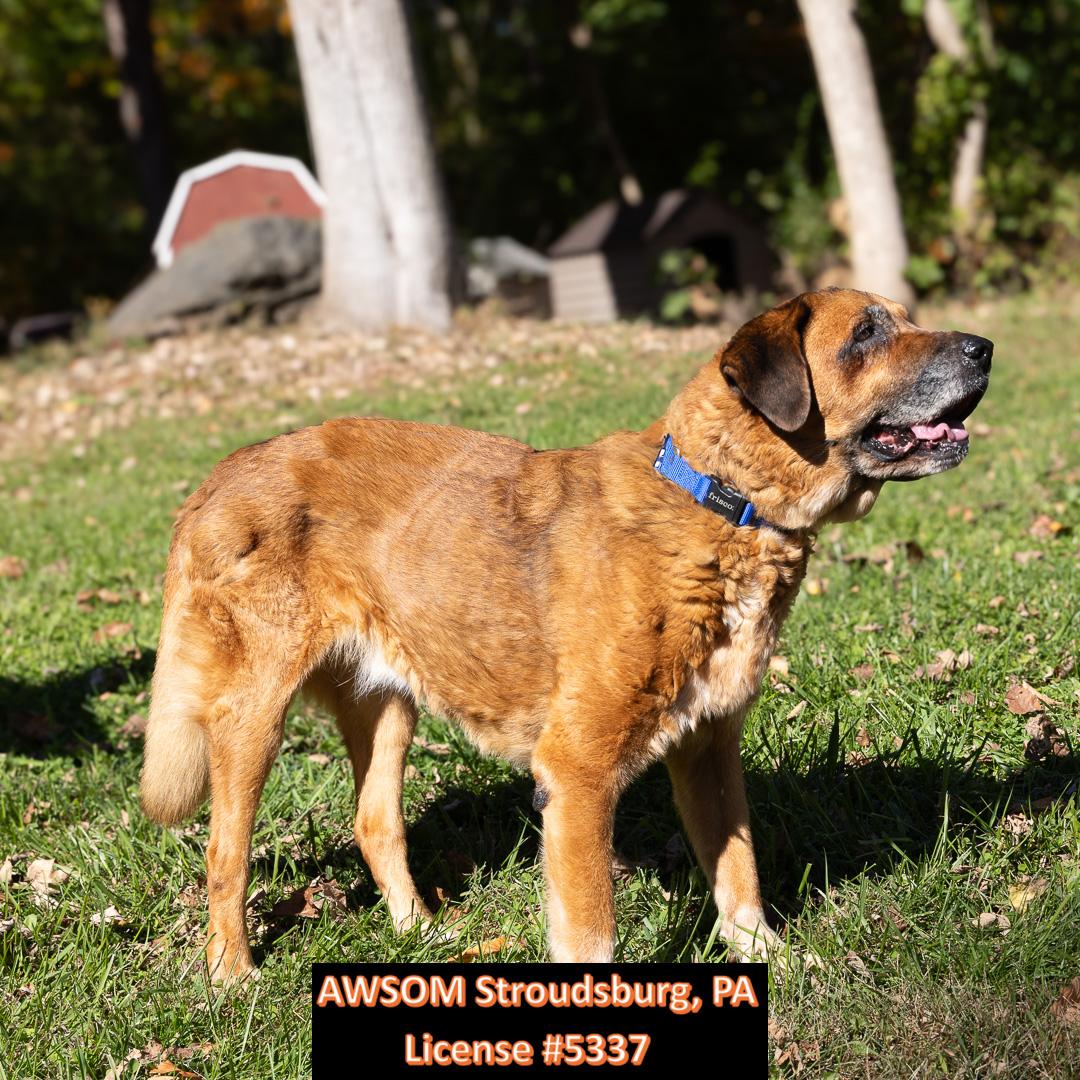 Enlarge Leonidas, a Adoptable mixed breed in Stroudsburg, PA image 2/2