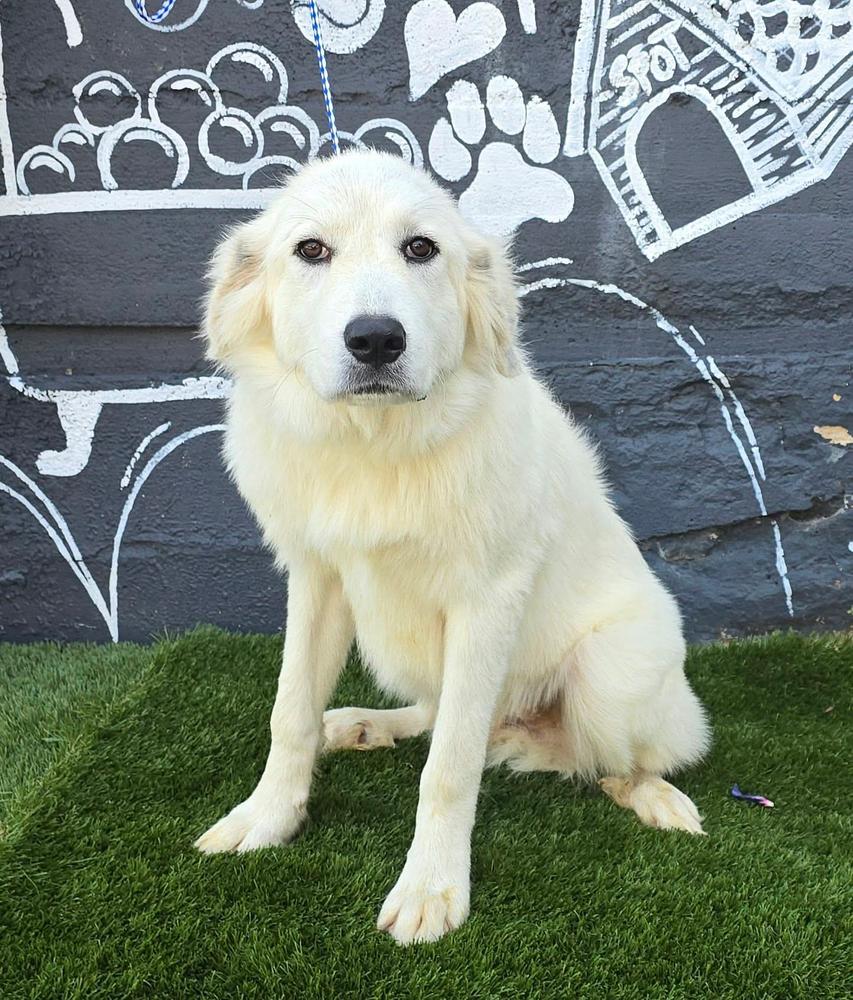 Enlarge Sugar, a Adoptable mixed breed in Manhattan, NY image 1/1