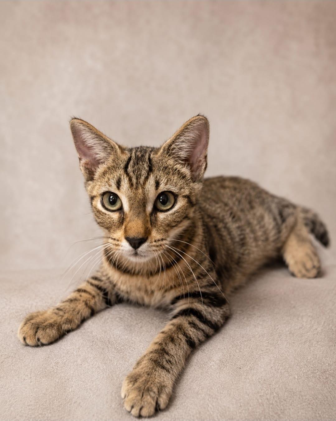 taylor, adopted, Kitten Male Tabby.