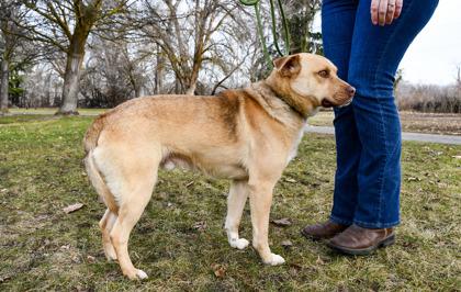 Enlarge Teddy, a Adoptable mixed breed in Yakima, WA image 1/3