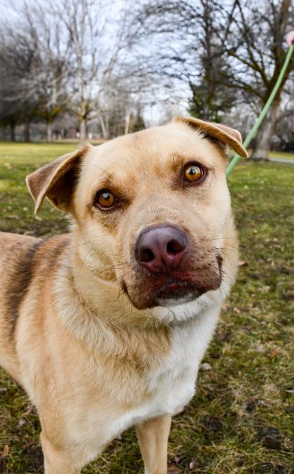 Enlarge Teddy, a Adoptable mixed breed in Yakima, WA image 2/3