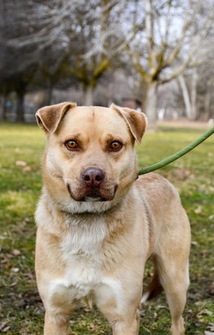 Enlarge Teddy, a Adoptable mixed breed in Yakima, WA image 3/3