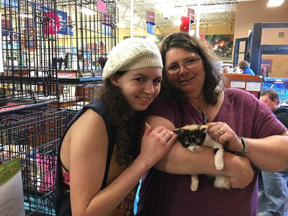 Enlarge KALI, a Adopted Domestic Short Hair in Mooresville, NC image 1/1