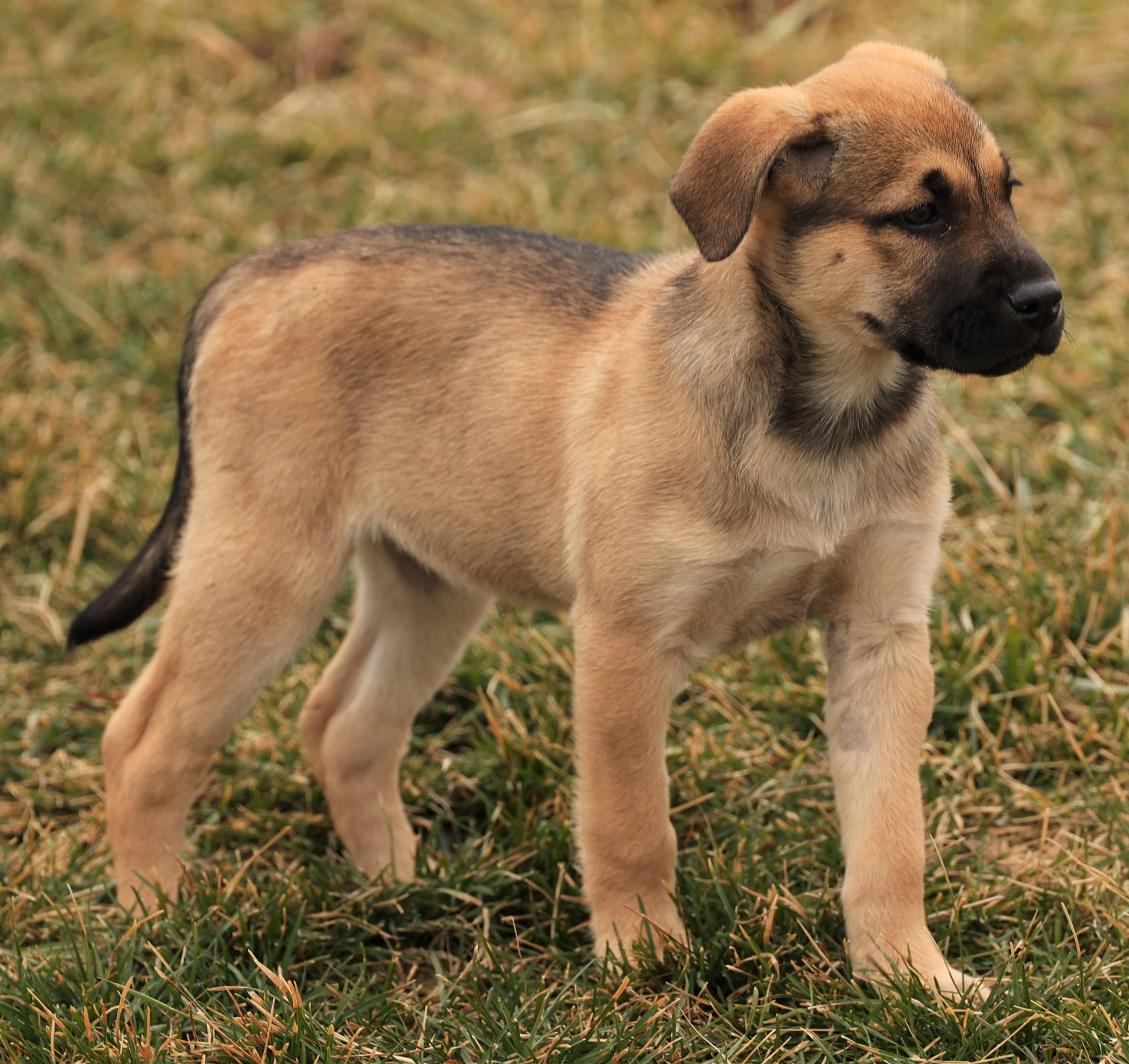 Enlarge 2026Jacie, an adopted mixed breed in Frederick, MD image 3/6