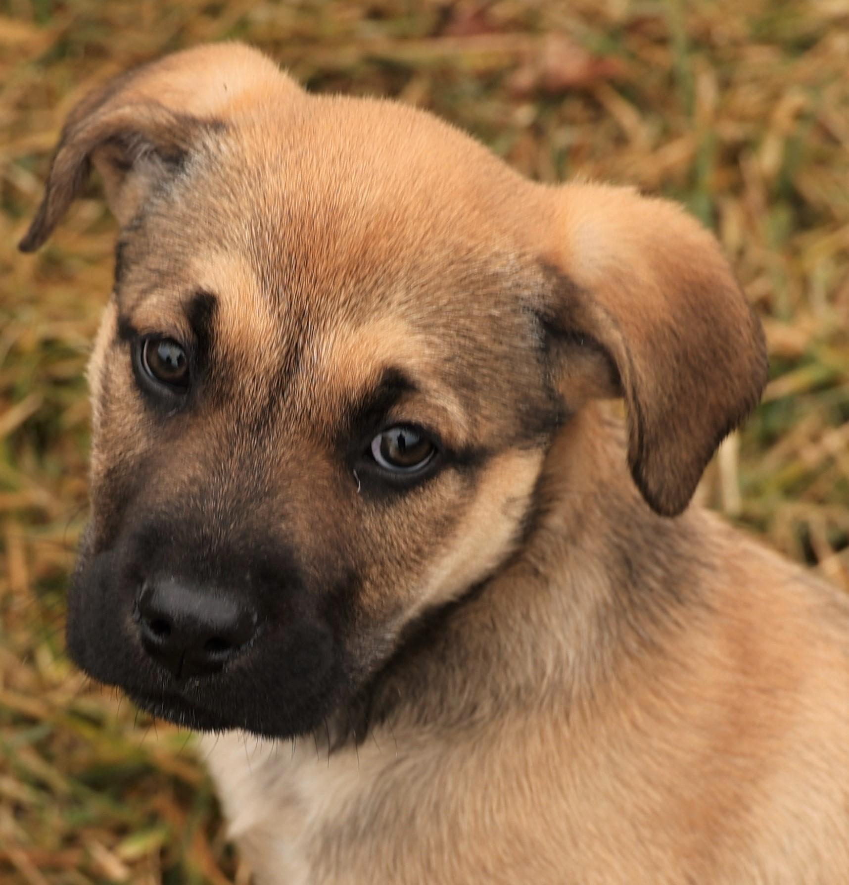 Enlarge 2026Jacie, an adopted mixed breed in Frederick, MD image 1/6