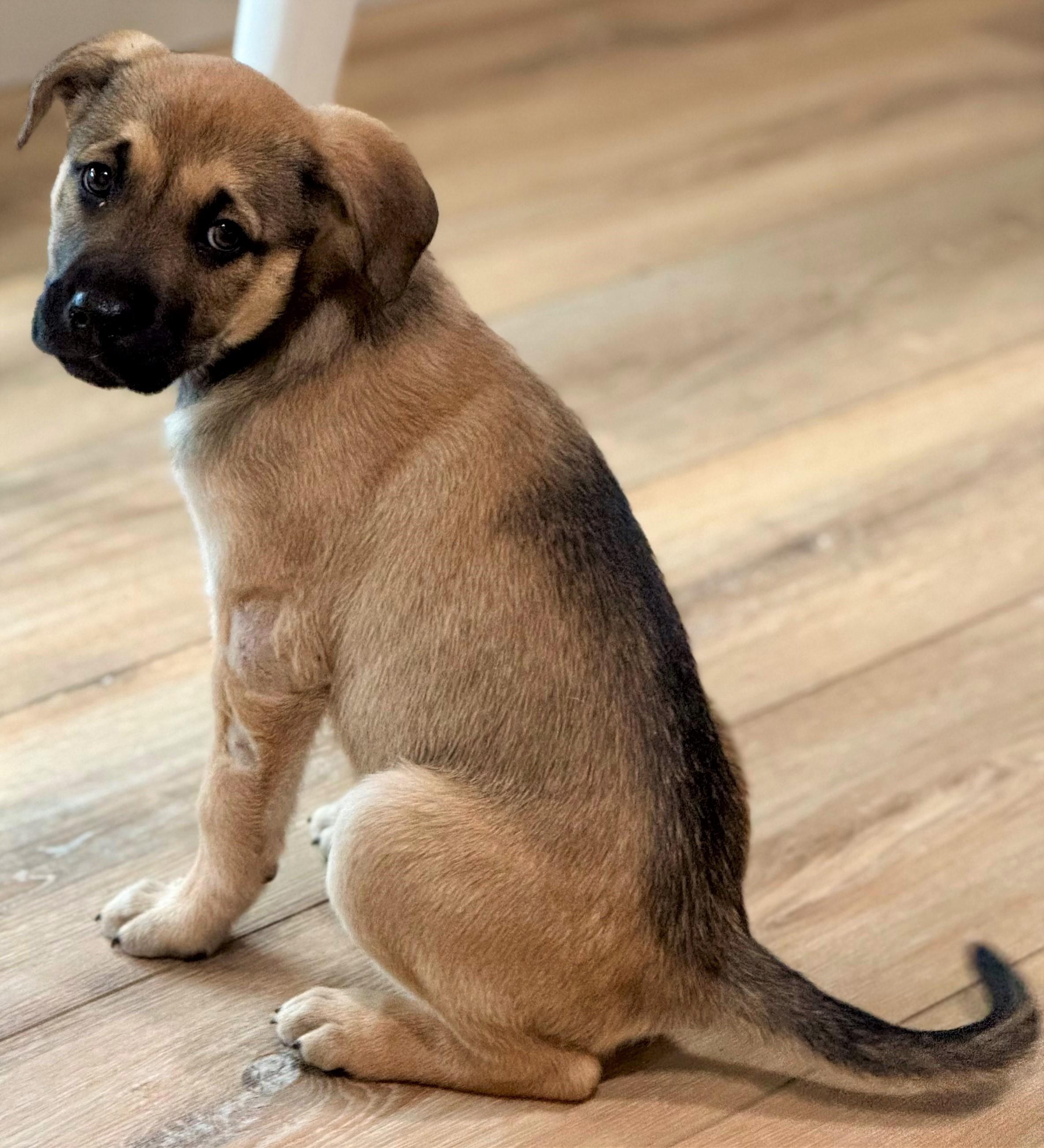 Enlarge 2026Jacie, an adopted mixed breed in Frederick, MD image 5/6