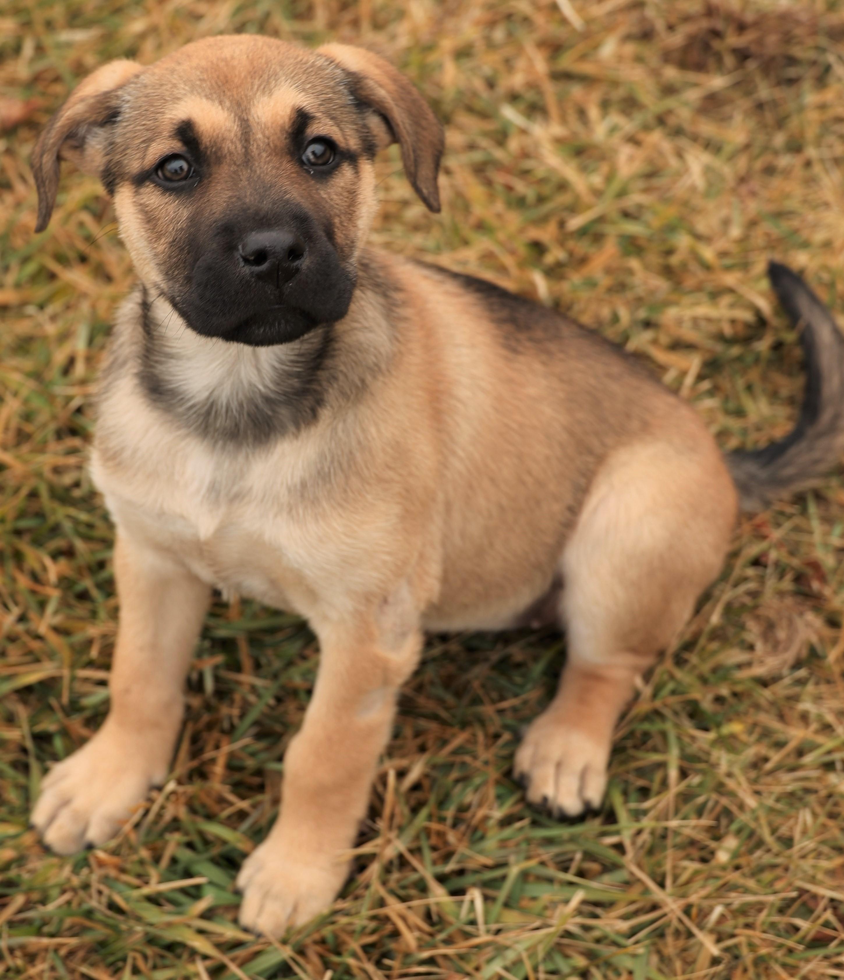 Enlarge 2026Jacie, an adopted mixed breed in Frederick, MD image 6/6