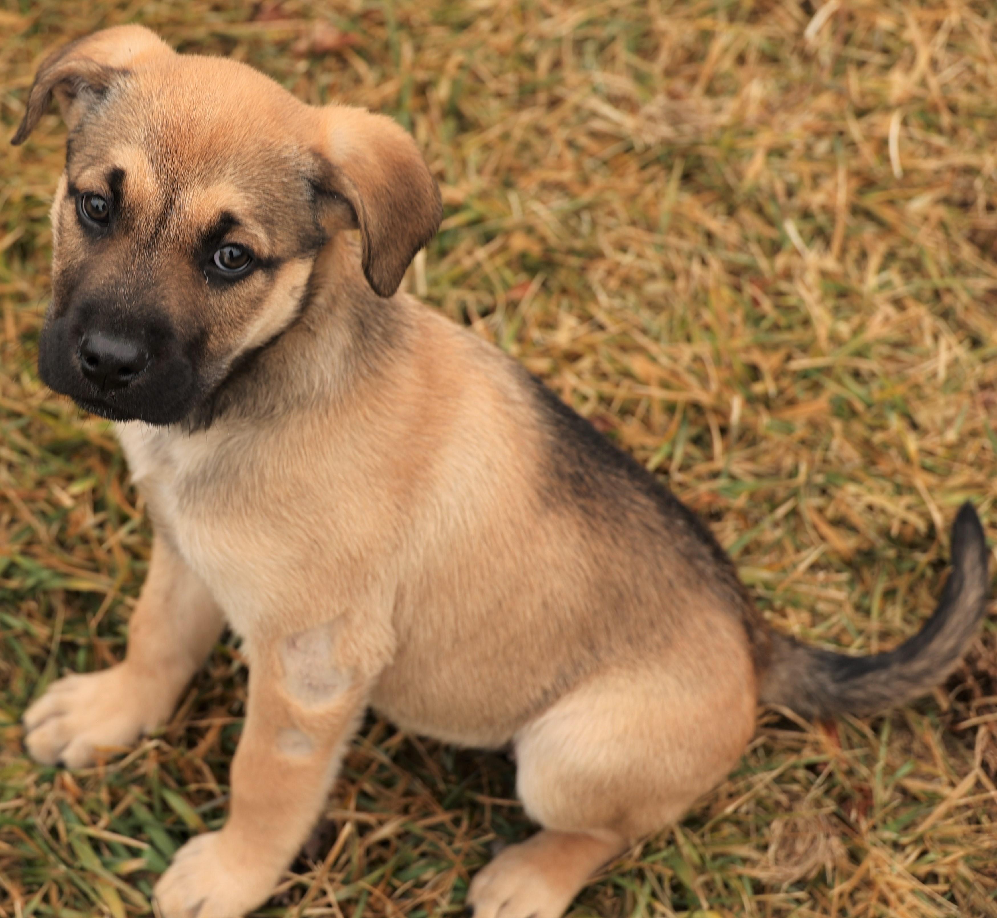 Enlarge 2026Jacie, an adopted mixed breed in Frederick, MD image 2/6