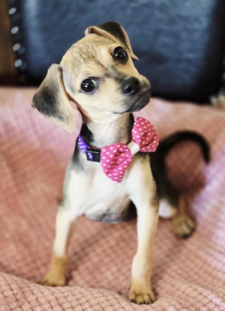 Pepper, a Adoptable mixed breed in New York, NY image 1/2