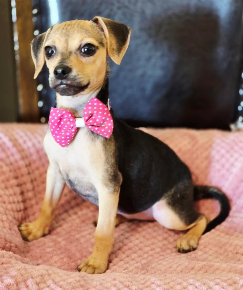 Pepper, a Adoptable mixed breed in New York, NY image 2/2