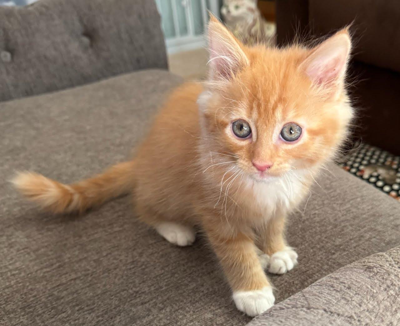 Lurch, Adoptable, Young Male Domestic Short Hair.