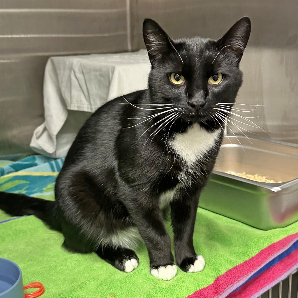 Sorrell, a Adoptable Domestic Short Hair in Hailey, ID image 2/6