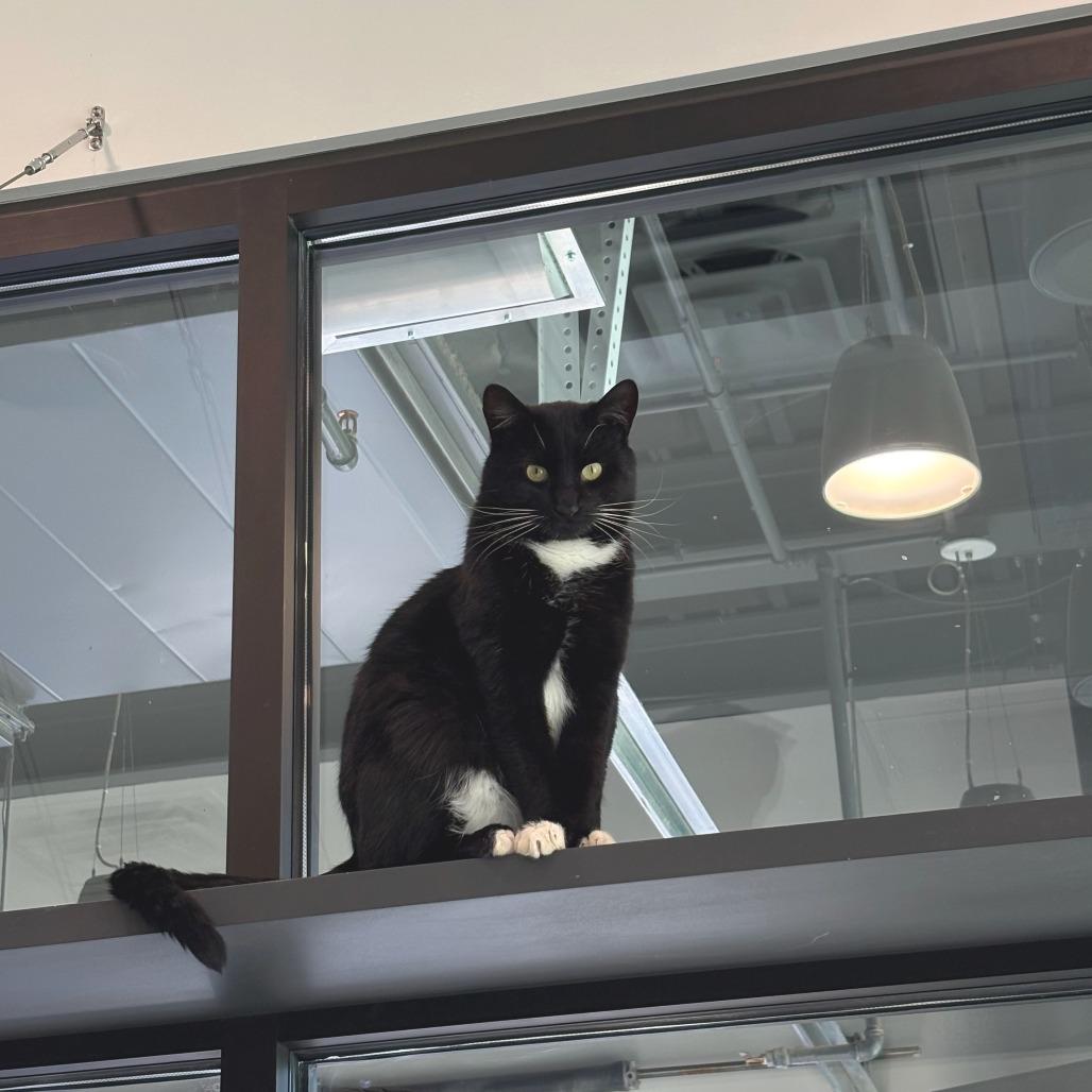 Sorrell, a Adoptable Domestic Short Hair in Hailey, ID image 4/6