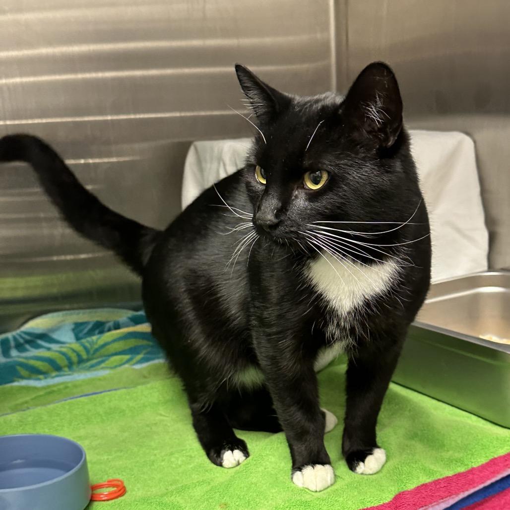 Sorrell, a Adoptable Domestic Short Hair in Hailey, ID image 5/6