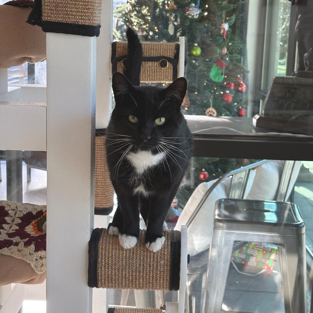 Sorrell, a Adoptable Domestic Short Hair in Hailey, ID image 6/6