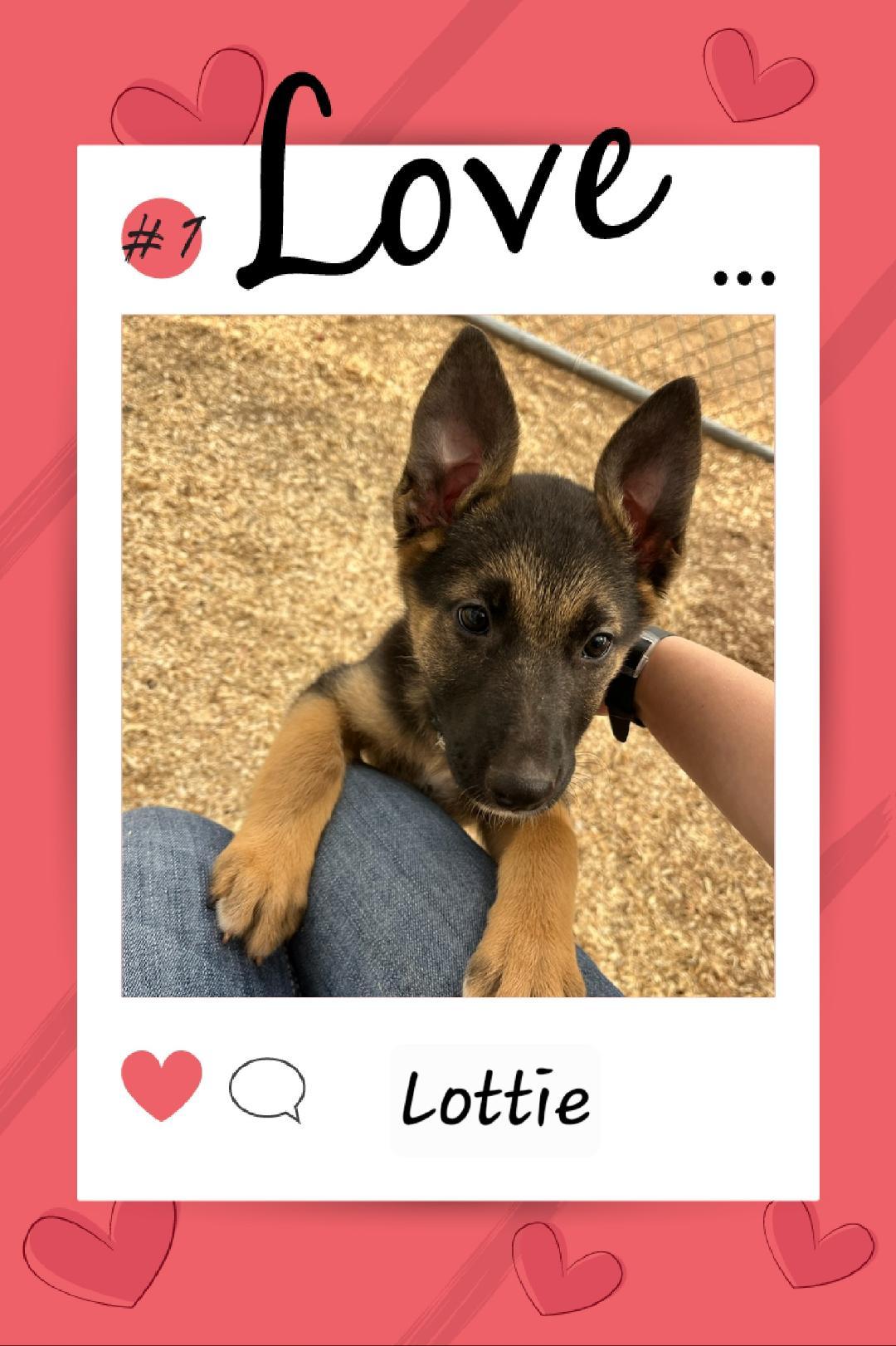 Lottie, ADOPTABLE, Young Female Shepherd.
