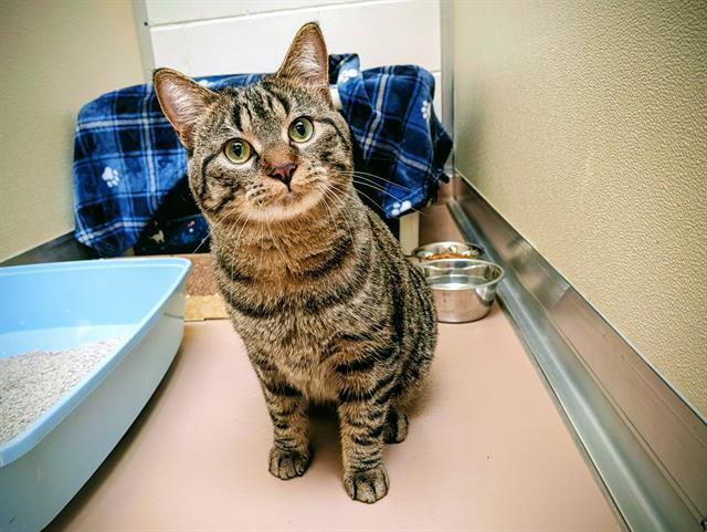 NENO, Adoptable, Young Male Domestic Short Hair.