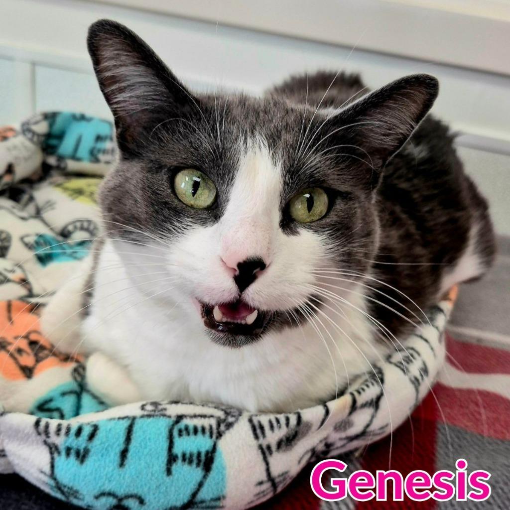 Genesis, Adoptable, Adult Female Domestic Short Hair.