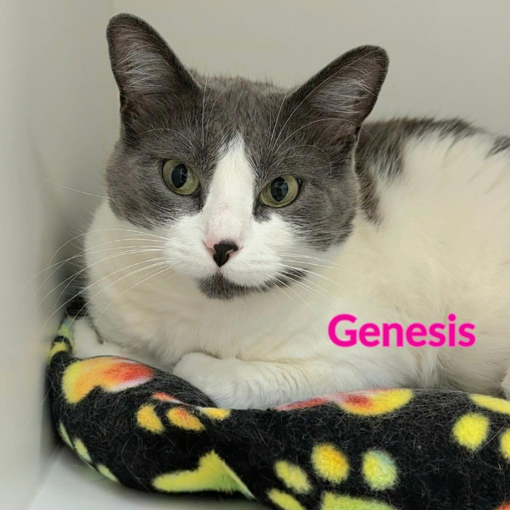 Genesis, a Adoptable mixed breed in North Saint Paul, MN image 2/3