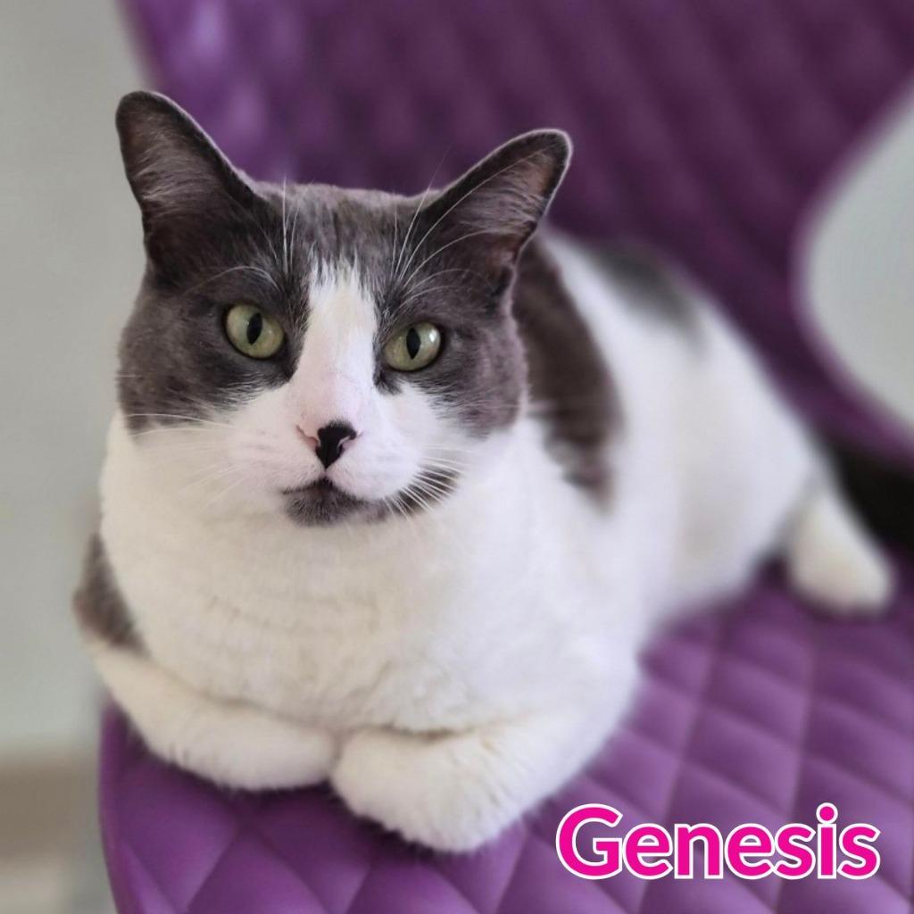 Genesis, a Adoptable mixed breed in North Saint Paul, MN image 3/3