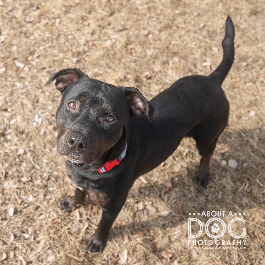 Patrick, Adoptable, Young Male American Staffordshire Terrier.