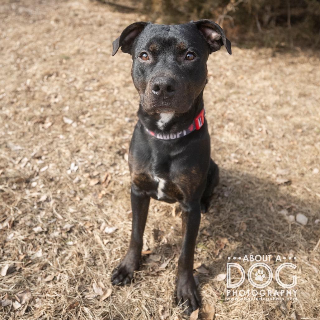 Enlarge Patrick, a Adoptable mixed breed in Saint Cloud, MN image 2/3