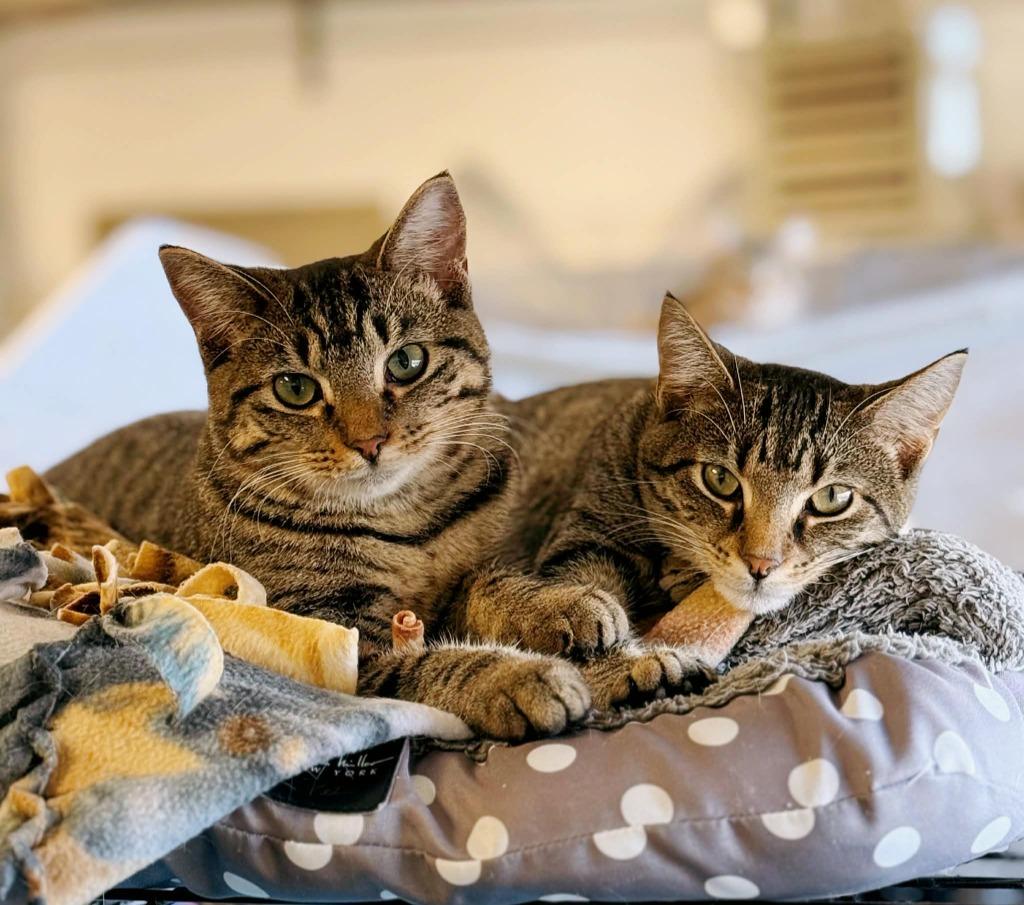 Teddy, Adoptable, Young Female Domestic Short Hair.