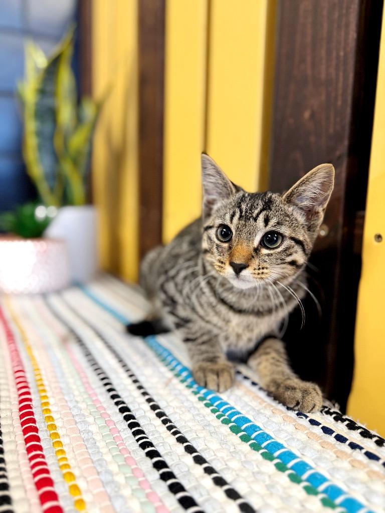 Teddy, Adoptable, Young Female Domestic Short Hair.