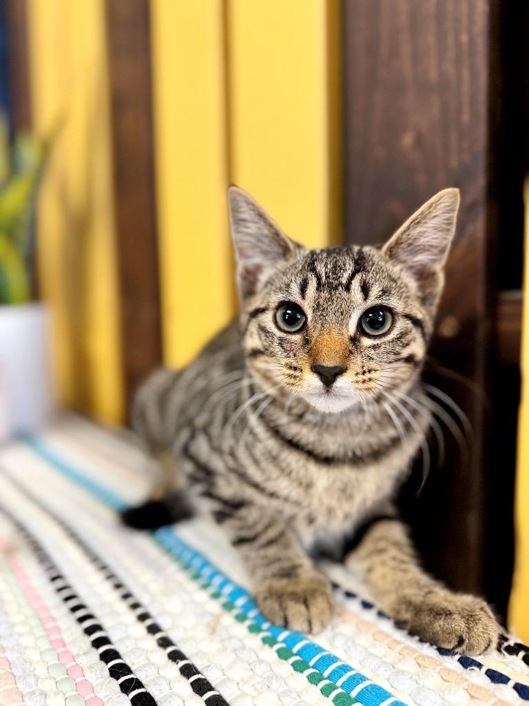 Teddy, a Adoptable mixed breed in Effingham, IL image 2/4