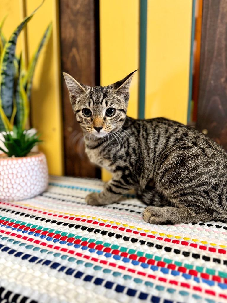 Teddy, a Adoptable mixed breed in Effingham, IL image 3/4